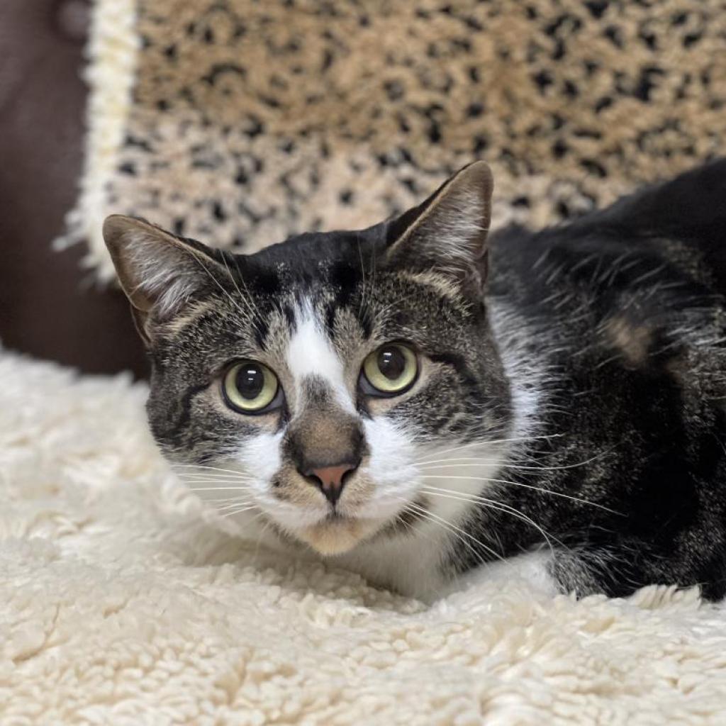 Monty, an adoptable Domestic Short Hair in East Hampton, NY, 11937 | Photo Image 4