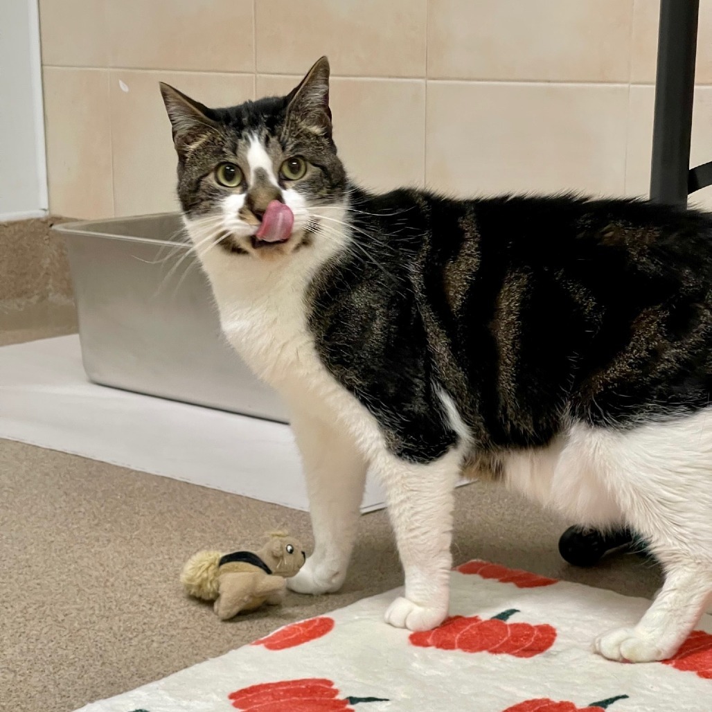 Monty, an adoptable Domestic Short Hair in East Hampton, NY, 11937 | Photo Image 5