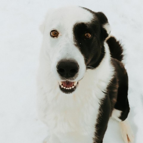 Luka, an adoptable Border Collie in Rexburg, ID, 83440 | Photo Image 1