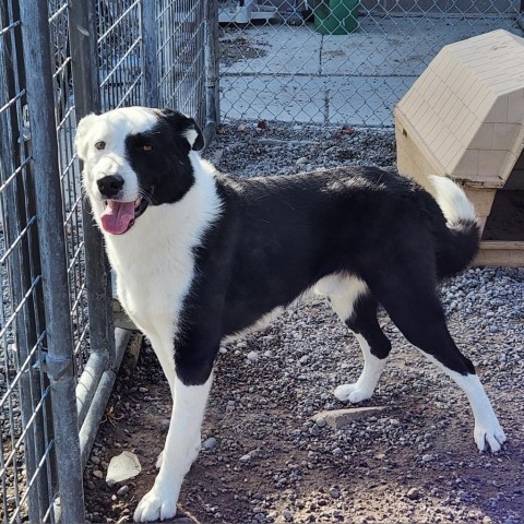 Luka, an adoptable Border Collie in Rexburg, ID, 83440 | Photo Image 2