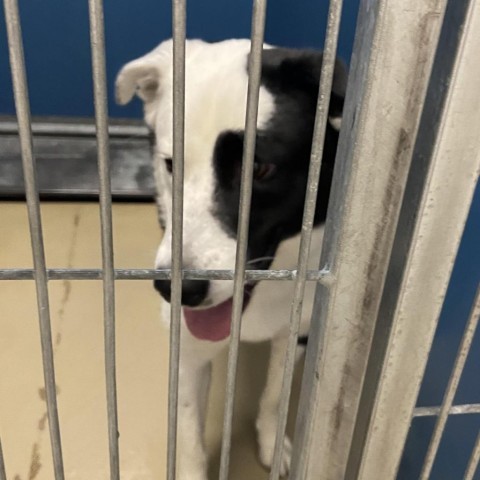 Luka, an adoptable Border Collie in Rexburg, ID, 83440 | Photo Image 3