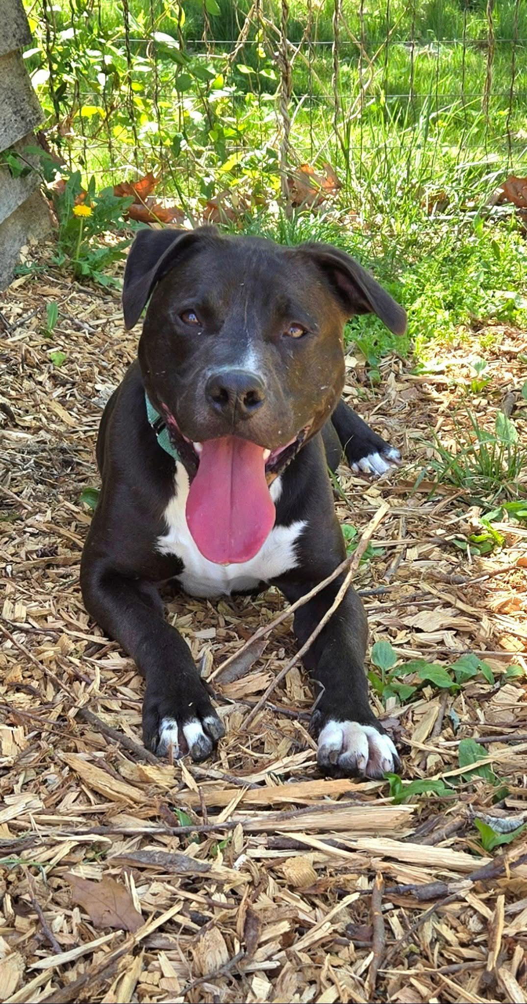 Patrick: Not at the shelter ( Bonnie)