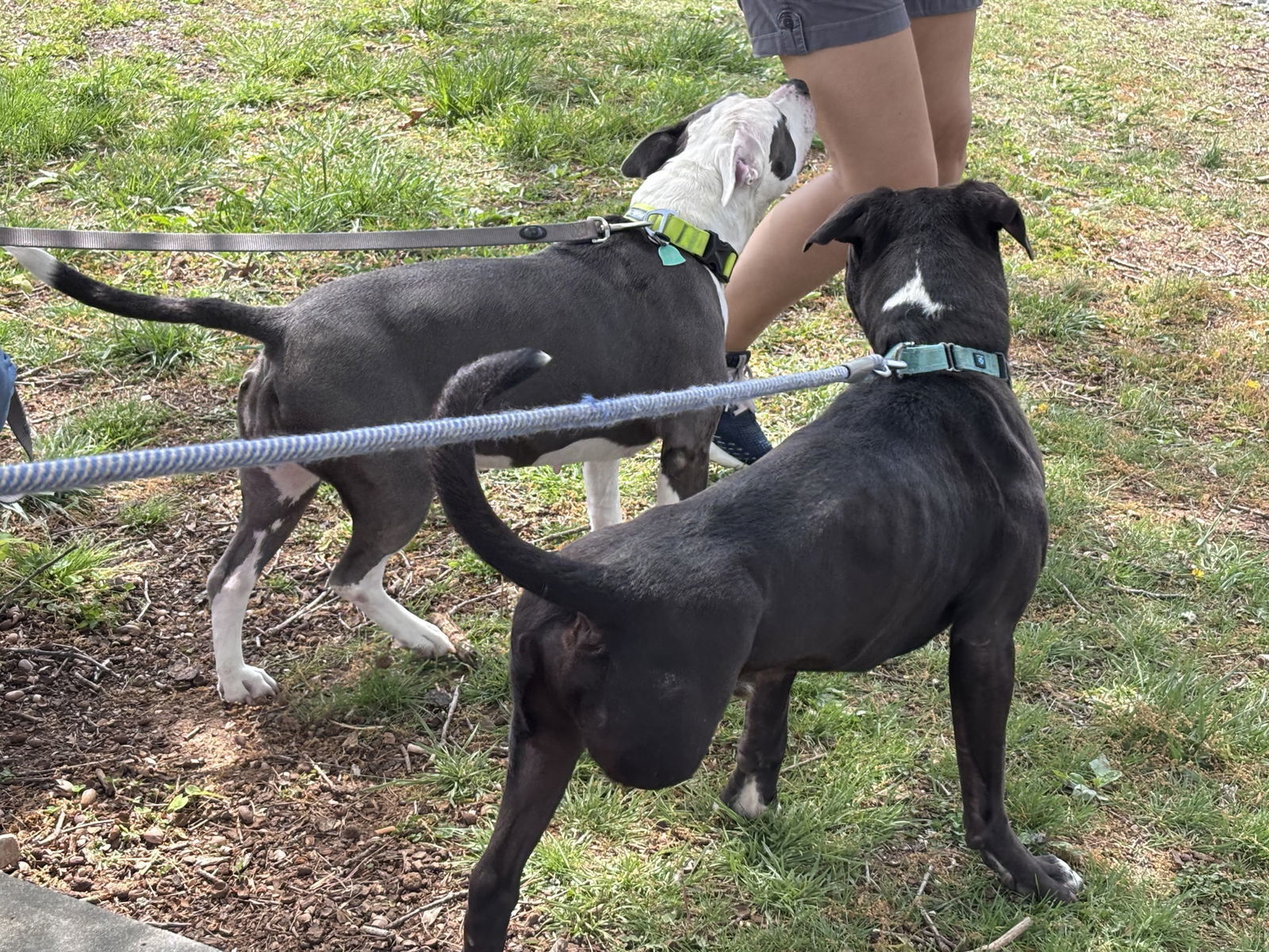 Patrick: Not at the shelter ( Bonnie)