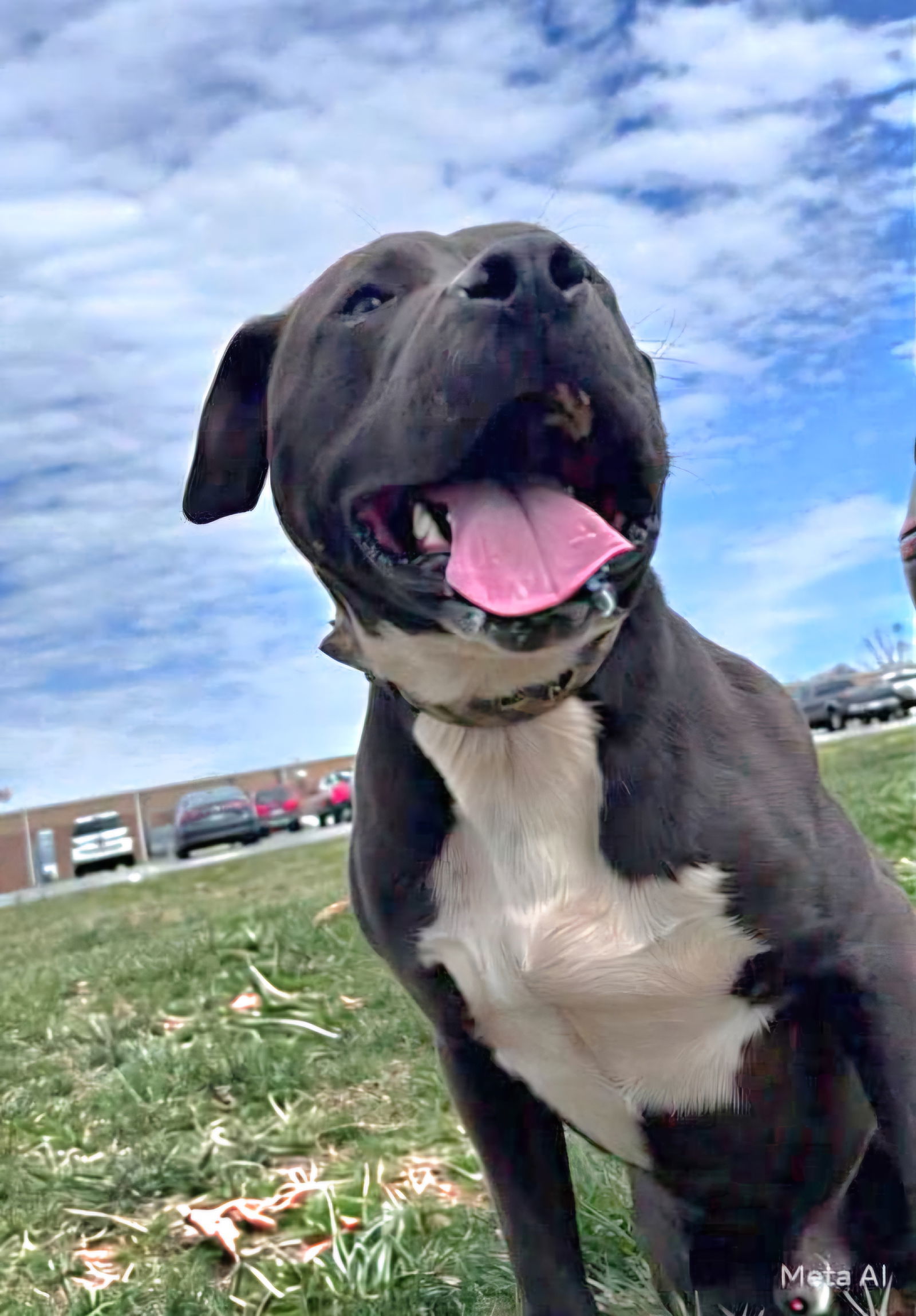 Patrick: Not at the shelter ( Bonnie)