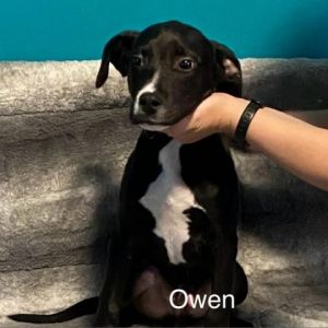 Owen Labrador Retriever Dog