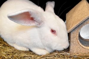 LUCILLE Bunny Rabbit Rabbit