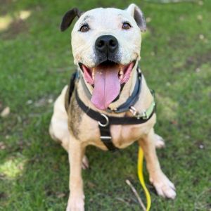 Rudy, Senior Male American Staffordshire Terrier