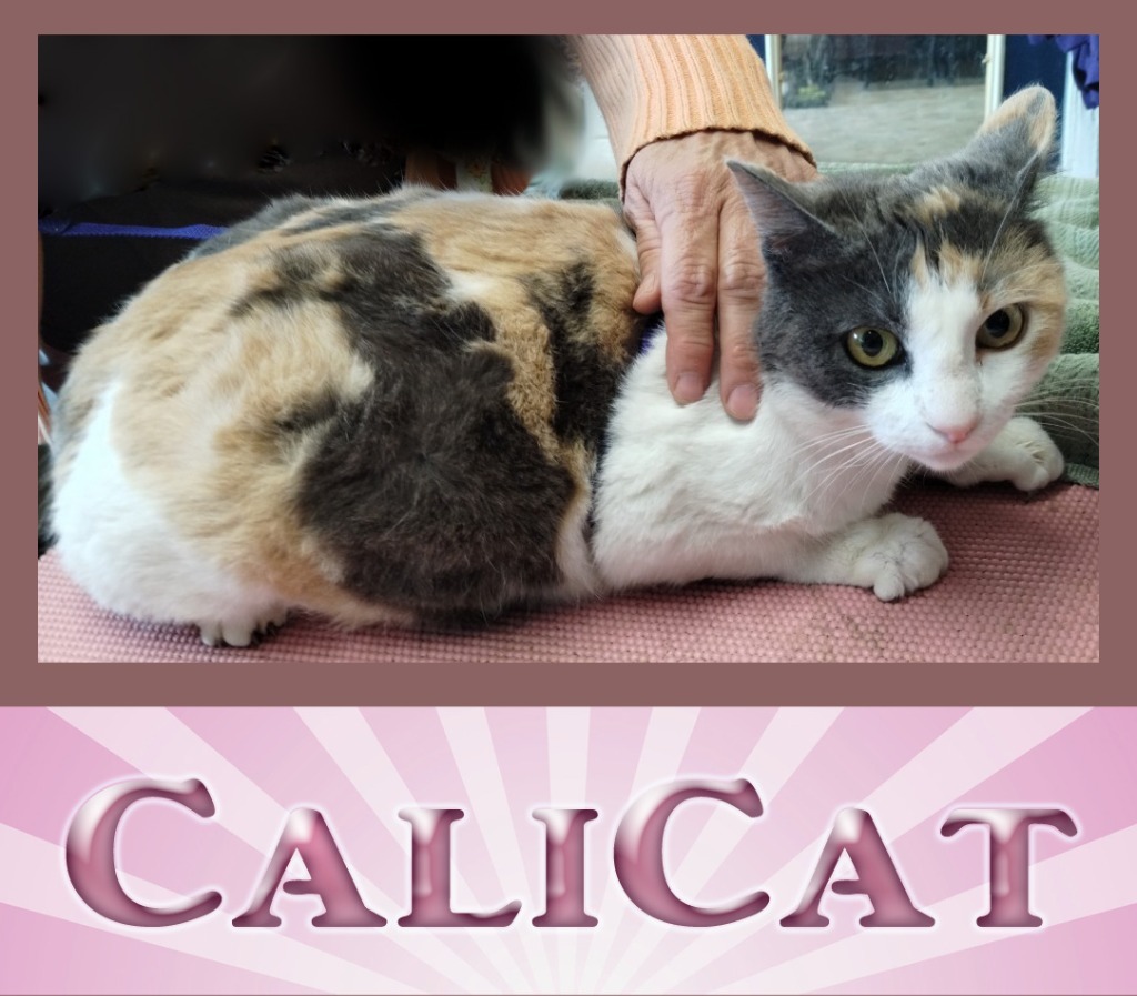 CaliCat, an adoptable Domestic Medium Hair in Mena, AR, 71953 | Photo Image 1