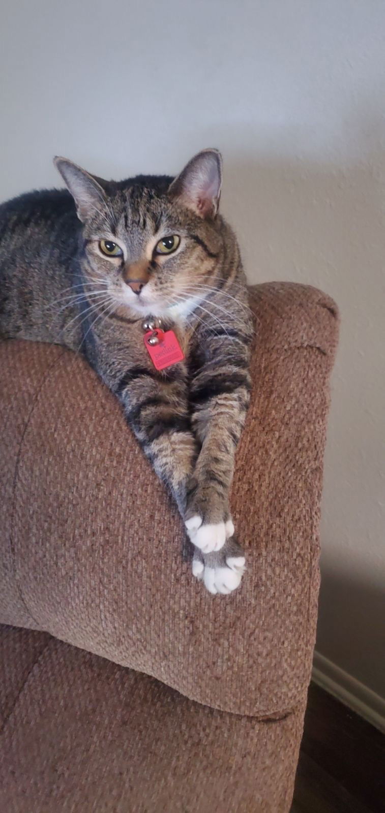 Mary Jane, an adoptable Domestic Short Hair, Tabby in Phoenix, AZ, 85029 | Photo Image 1