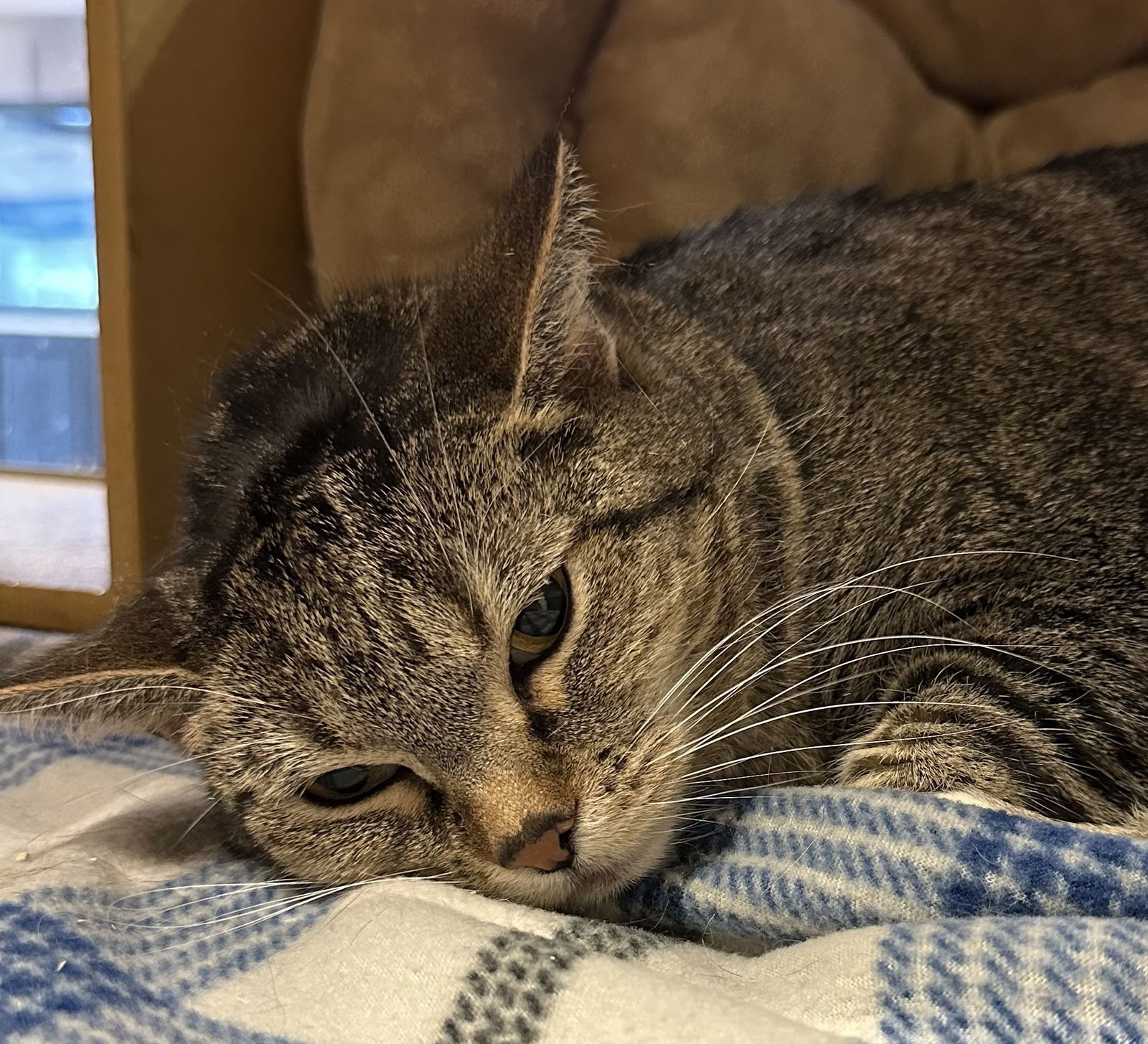 Mary Jane, an adoptable Domestic Short Hair, Tabby in Phoenix, AZ, 85029 | Photo Image 2