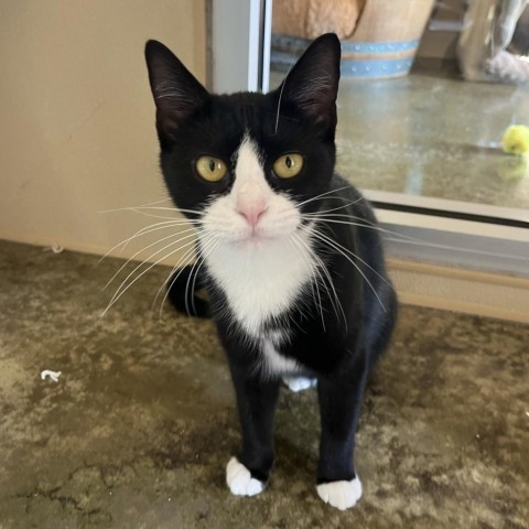 Nelly, an adoptable Domestic Short Hair in Fredericksburg, TX, 78624 | Photo Image 1