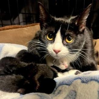 Nelly, an adoptable Domestic Short Hair in Fredericksburg, TX, 78624 | Photo Image 3