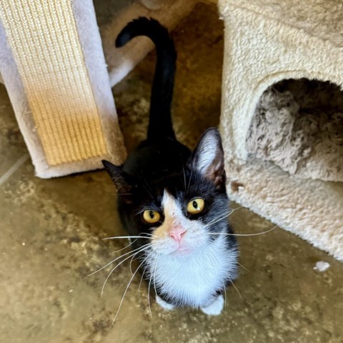 Nelly, an adoptable Domestic Short Hair in Fredericksburg, TX, 78624 | Photo Image 6