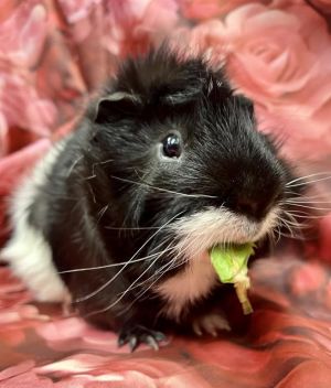 Panda is a super cute fluffy black and white gent He can be timid at first but enjoys veggie snack