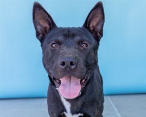 A5607637 Blackie is playful with other dogs and would be such a good looking addition to your pack