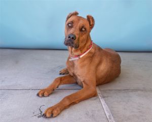A5607946 Chiquita is a beautiful red German Shepherd mix Chiquita is 5 years old and weighs about 