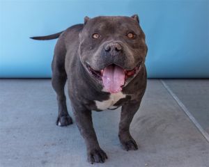 A5609283 Shadow is a black big head no neck meatball Pitbull mix He is estimated to be 4 years ol
