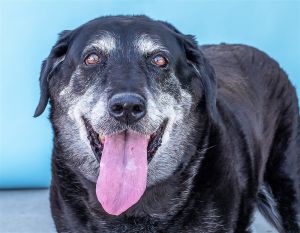 A4673853 Harley is a senior sweetheart But dont let her age fool you she is 