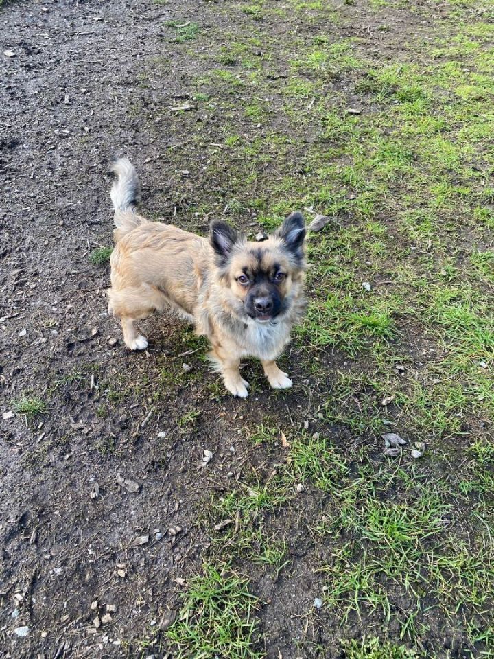 Tibetan spaniel best sale corgi mix