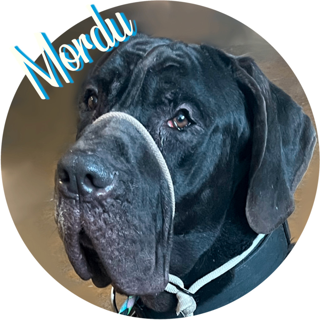 Dog for adoption Mordu a Great Dane Neapolitan Mastiff Mix in