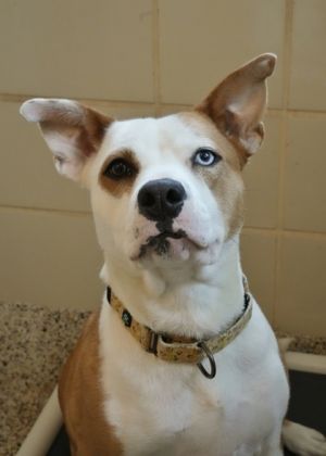 Meet She-Ra a bundle of love and boundless energy in need of a purpose This affectionate pup is on