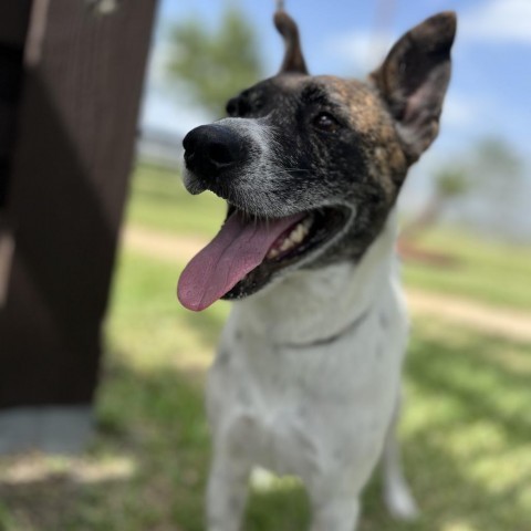 Joyce, an adoptable Terrier in Corpus Christi, TX, 78415 | Photo Image 1