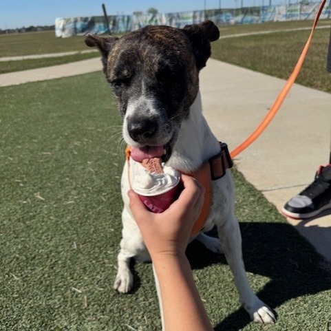 Joyce, an adoptable Terrier in Corpus Christi, TX, 78415 | Photo Image 1