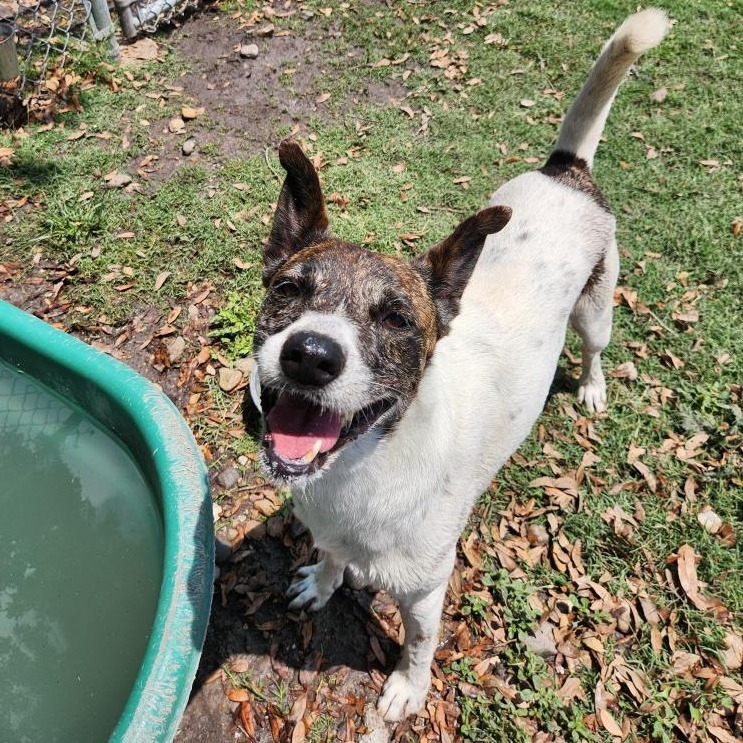 Joyce, an adoptable Terrier in Corpus Christi, TX, 78415 | Photo Image 1