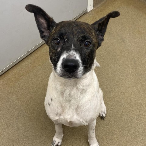 Joyce, an adoptable Terrier in Corpus Christi, TX, 78415 | Photo Image 2