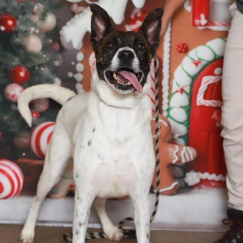 Joyce, an adoptable Terrier in Corpus Christi, TX, 78415 | Photo Image 3