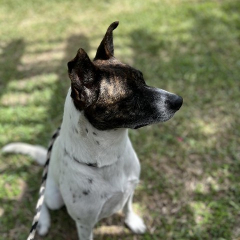 Joyce, an adoptable Terrier in Corpus Christi, TX, 78415 | Photo Image 4