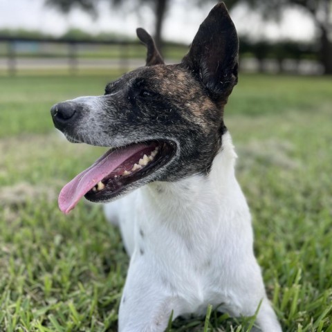 Joyce, an adoptable Terrier in Corpus Christi, TX, 78415 | Photo Image 5