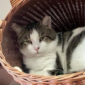 Introducing Berg a handsome 6-year-old white and brown tabby male ready to charm his way into your 