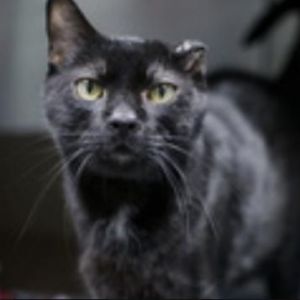Meet Gato a distinguished 10-year-old male cat who exudes charm and sophistication This seasoned f