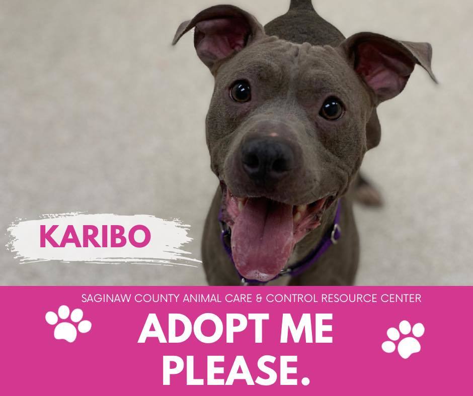 KARIBO, an adoptable Pit Bull Terrier in Saginaw, MI, 48602 | Photo Image 1