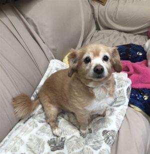 Free puppies fort hot sale collins