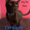 Cerulean photo 4