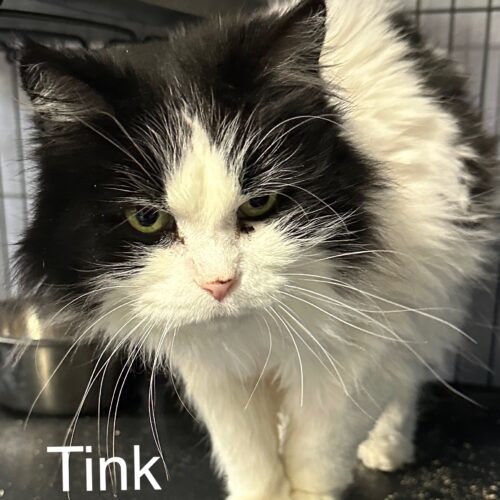 Tink, an adoptable Domestic Long Hair, Siberian in Tipp City, OH, 45371 | Photo Image 2