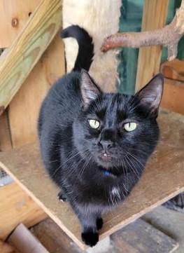 T&#39;Challa, Adult Male Domestic Short Hair