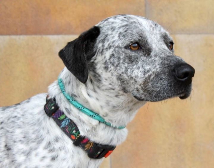 German shorthaired pointer american best sale bulldog mix