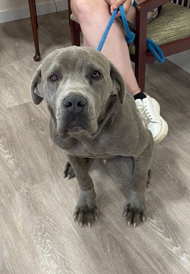 Gentle Cane Corso Always Has to Be By Baby in Cute Video - One