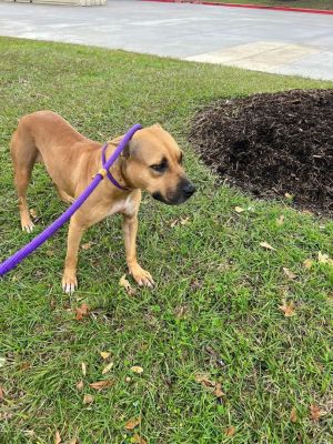 Black mouth cur 2024 and pit mix