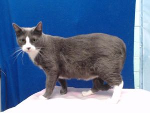 SOPHIE-TOLU Domestic Short Hair Cat