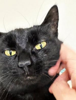 Poppy, Senior Female Domestic Short Hair