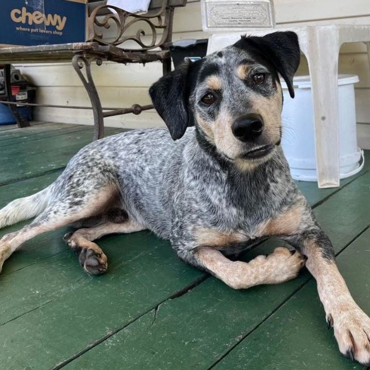 Blue tick best sale hound heeler mix