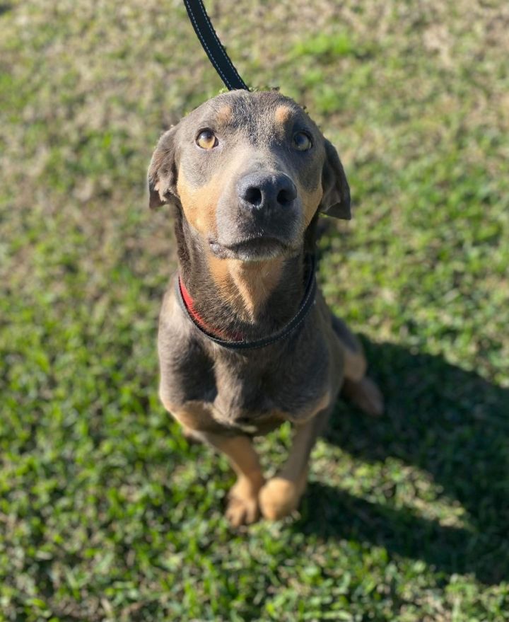 Doberman puppies for adoption in sc cheap