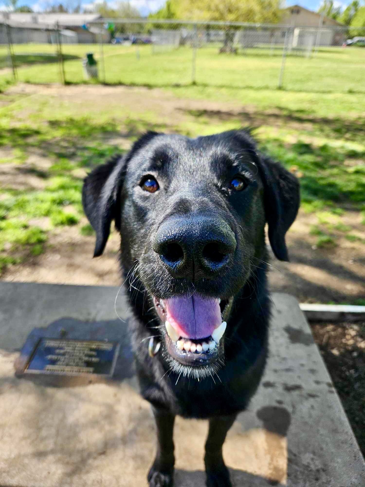 Harrison, an adoptable Labrador Retriever, Shepherd in Redding, CA, 96099 | Photo Image 3