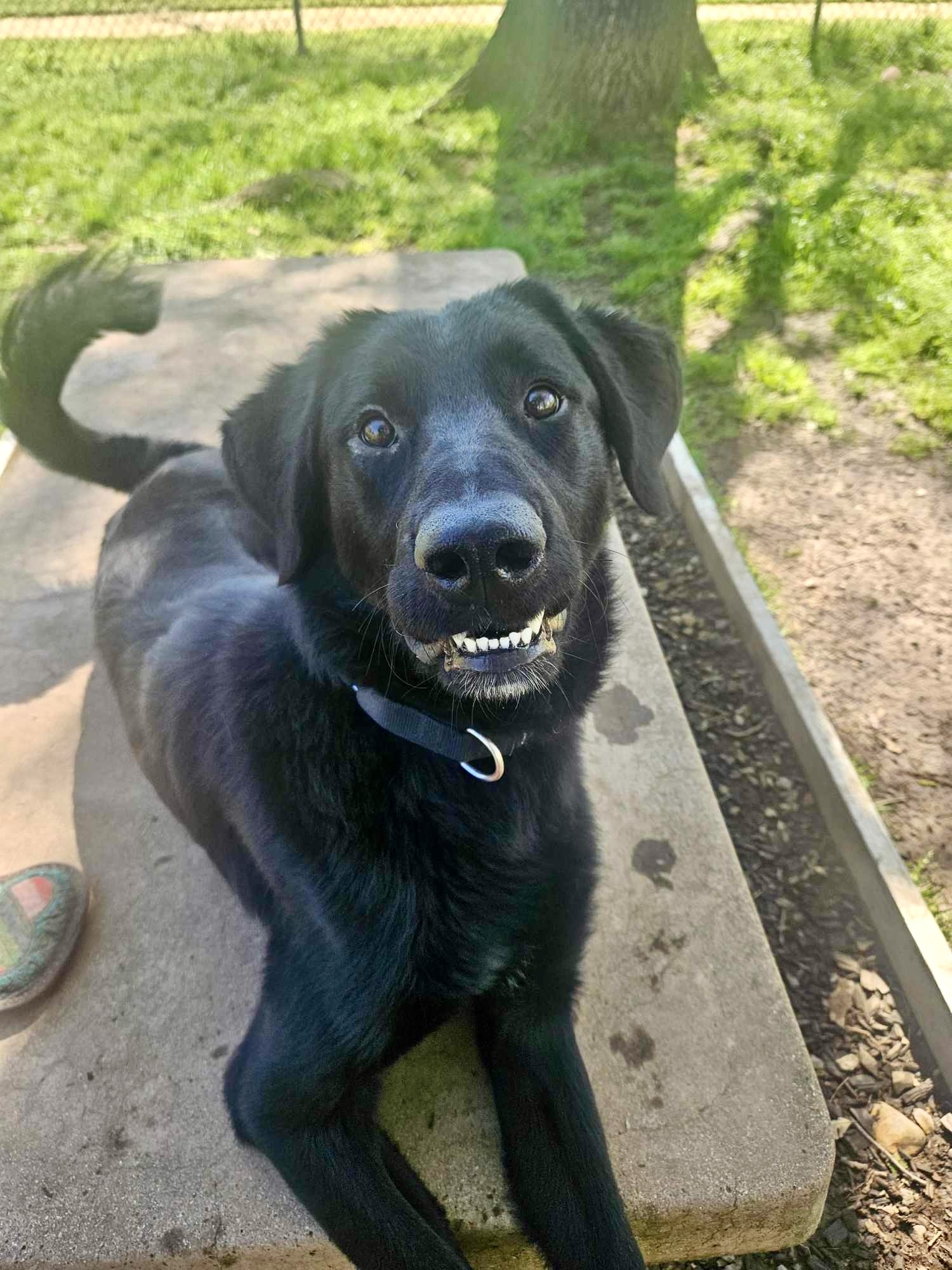 Harrison, an adoptable Labrador Retriever, Shepherd in Redding, CA, 96099 | Photo Image 4