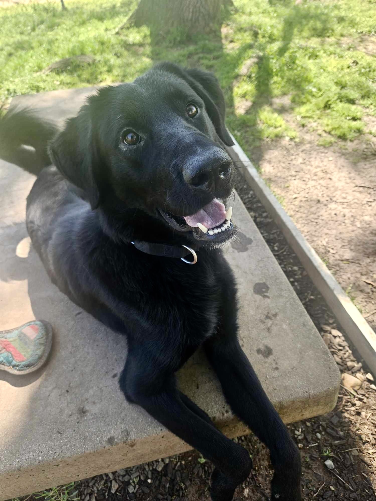 Harrison, an adoptable Labrador Retriever, Shepherd in Redding, CA, 96099 | Photo Image 5