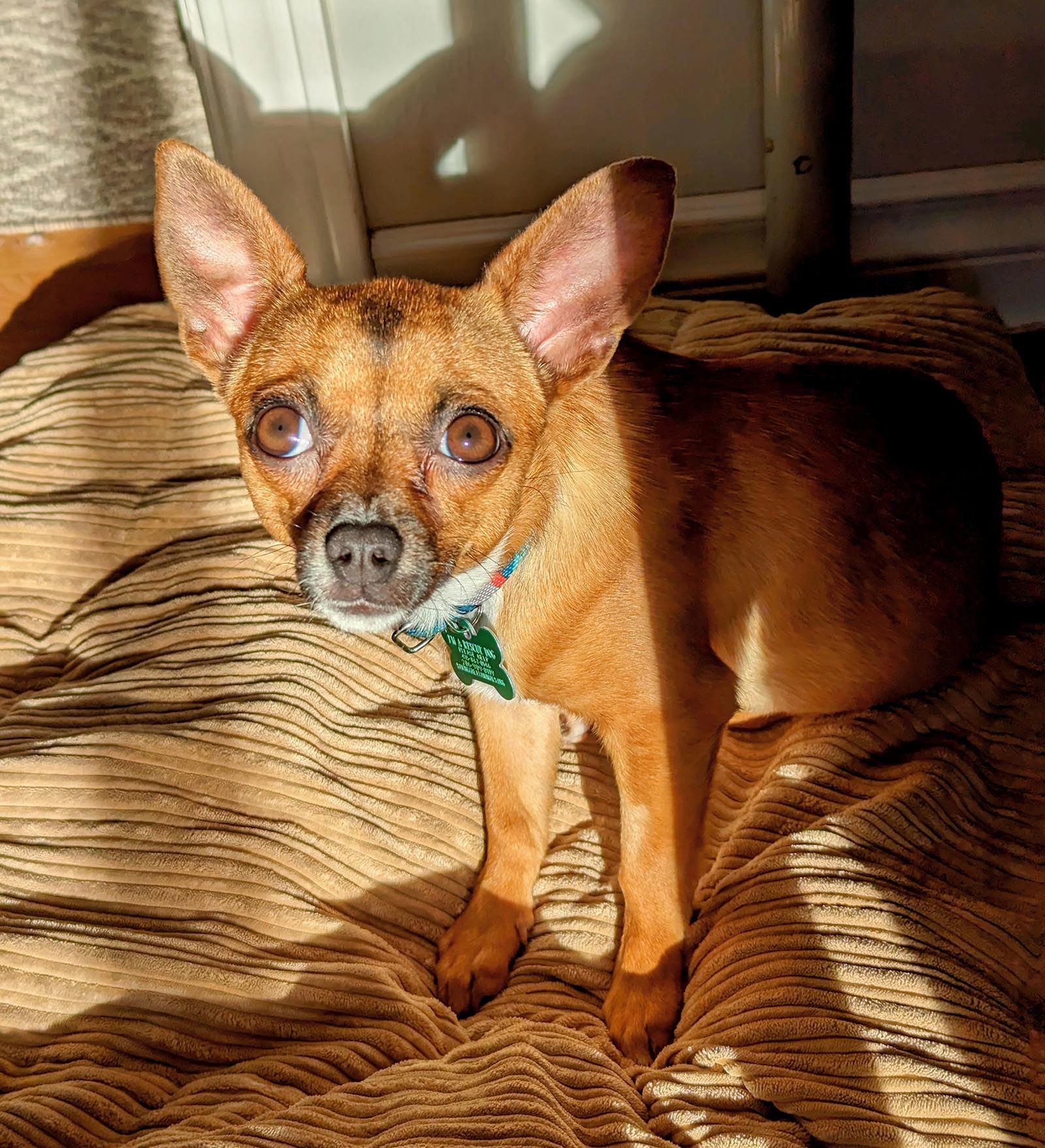 Ivy, an adoptable Chihuahua in Seattle, WA, 98119 | Photo Image 1